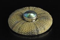 Bronze Kina and Paua pearl pendant
