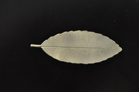 Mahoe leaf silver brooch